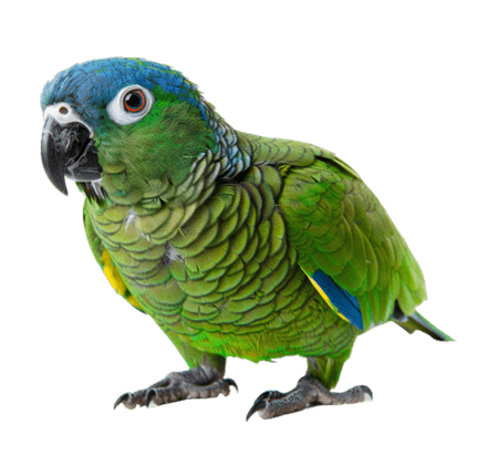 Loros y aves