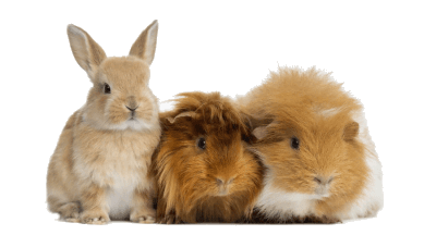 Conejos