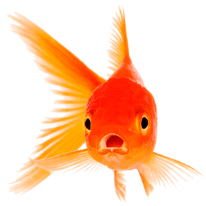 Peces ornamentales